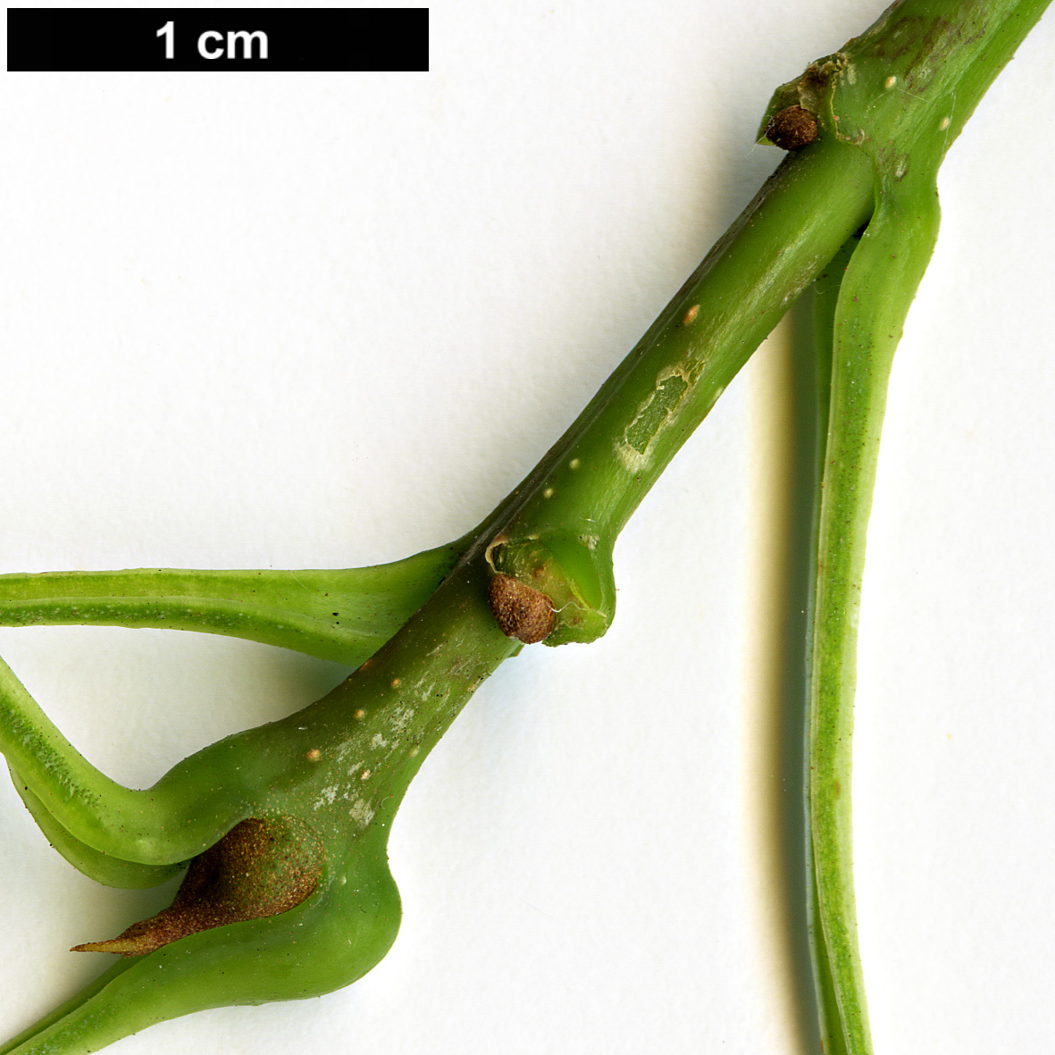 High resolution image: Family: Oleaceae - Genus: Fraxinus - Taxon: velutina - SpeciesSub: var. glabra